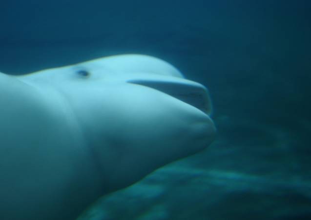 Beluga